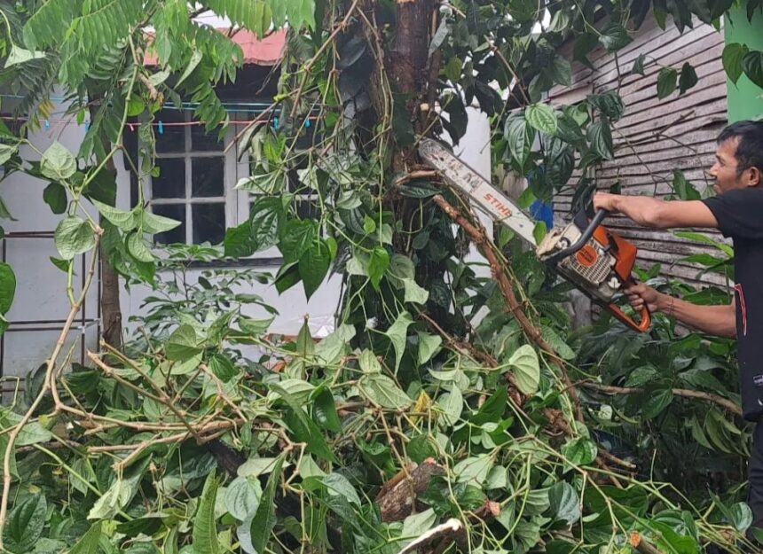 Pohon asam tumbang di Sungai Andai mengenai halaman rumah warga, Kamis (30/1/2025). Foto: BPBD Kota Banjarmasin 5W1H