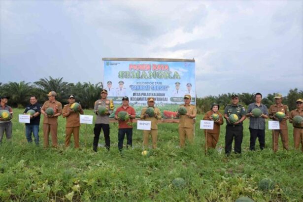 Bupati Kapuas Panen Semangka Amara di Pulau Kaladan