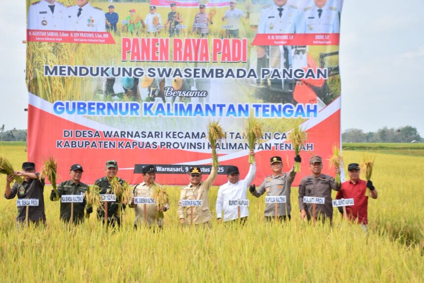 Gubernur Kalteng dan Bupati Kapuas Panen Raya Padi di Tamban Catur, Tegaskan Komitmen Perkuat Ketahanan Pangan