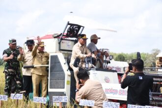 Gubernur Kalteng, Wagub, dan Bupati Kapuas Laksanakan Panen Raya Padi di Bataguh